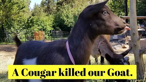 A Cougar killed our Goat