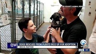 Dogs rescued from Puerto Rico up for adoption in Boca Raton