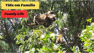 Miquinhos na Selva de Concreto, vida em Família/Little Tamarins in the Concrete Jungle, Family Life.