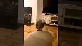 This parrot wants to cause a CATastrophe