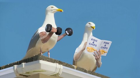 What if birds behave like human