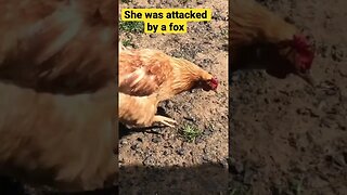 Hen attacked by fox fully recovered