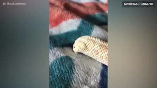 Cobra tenta se enterrar em cobertor