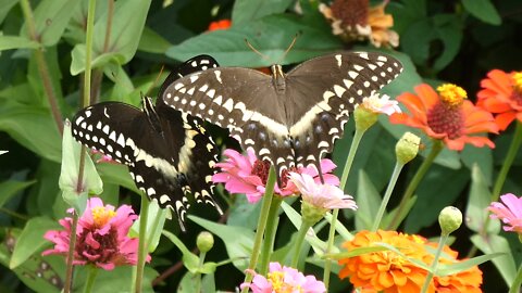 BUTTERFLIES (Garden Pollinators)