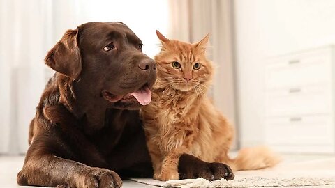 Pet Allergies: Cats and Dogs!