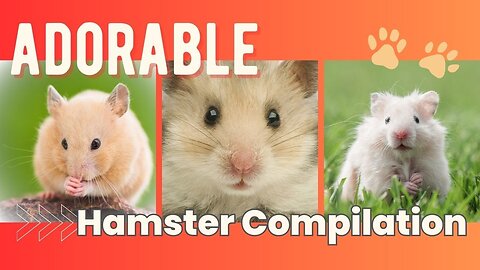 Adorable & Cute Hamsters 🐹💖🧀 Child-Friendly Video Compilation for Animal and Pet Lovers