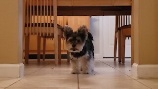 Little Dog Plays with His Food - "Kibble Hockey"