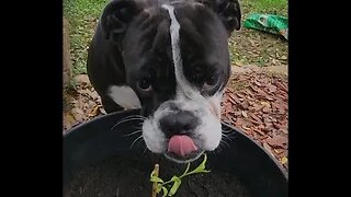 Trying to Plant Weeping Willow Trees