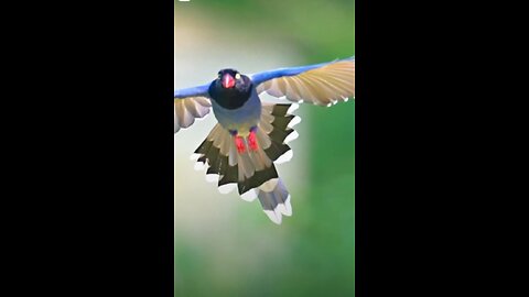 Natural video birds flying