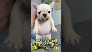 😭The puppy ate me out of bankruptcy #shorts #animals #funny #ytshorts #cats #dogs