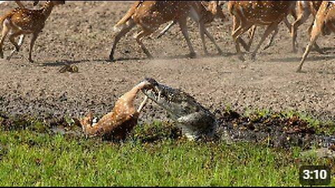 Crocodile vs. Deer: The Ultimate Ambush