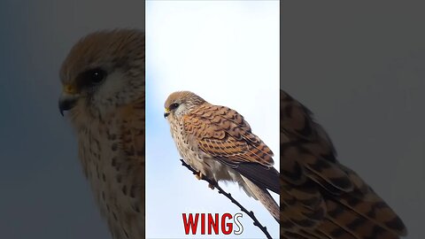 🐧 #WINGS - Nature's Sentinel: Kestrel on a High Branch 🐦