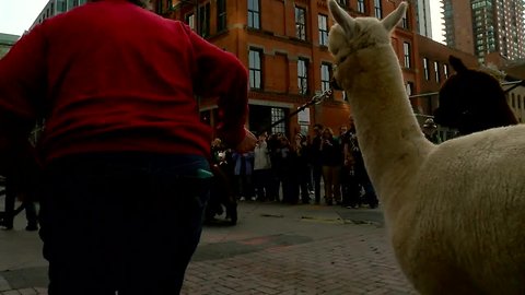 National Western Stock Show Parade marches through downtown Denver