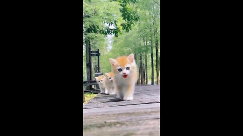 Prowling Paws: The Graceful Stroll of Cats