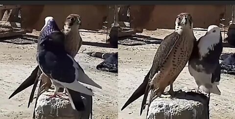 Watch the strangest bird challenge | a male homing pigeon challenges the falcon