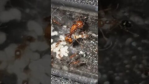 uncovering the fascinating world of solenopsis geminata : A peak at the Fire Ant queen and her brood