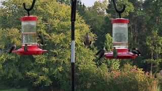 🥰 Hummingbird Heaven 🥰