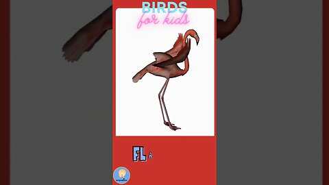 Birds for kids | Talking Flashcards | Animals