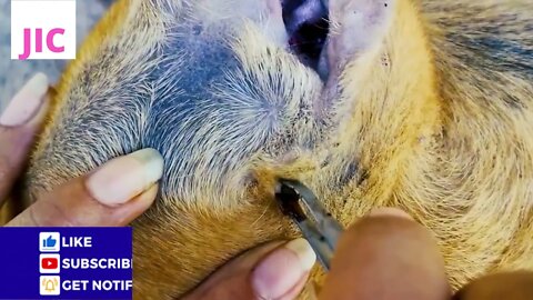 Basic Way to Remove ticks from a dog ears - Rescuing a poor dog from Tick Attack