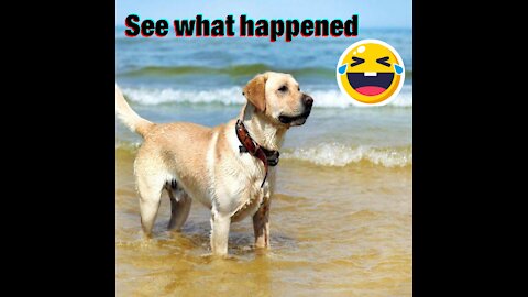 Funniest Dog Prank | Funny Videos | Viral video | Funny meme