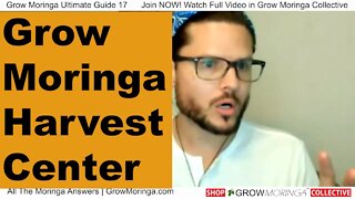 Moringa Processing Centers in your Neighborhood | Bring your Harvested Greens | More Profits Today