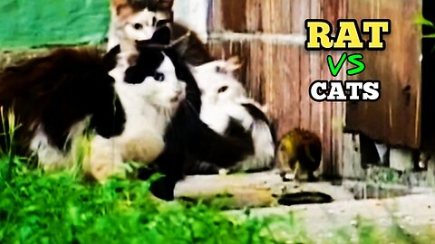 Rat vs Cats | The Ultimate Unexpected Rat vs Cats Face - Off |