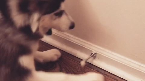 Husky completely loses it on doorstop