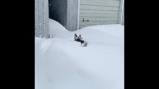 Winter has come back in full force and this pup is loving it