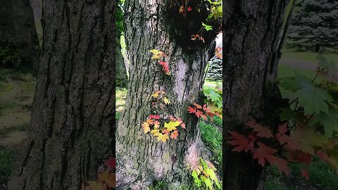 Colourful Sugar Maple Leaves in May