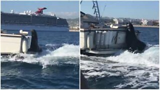 Cheeky sea lion hitches a ride on a boat