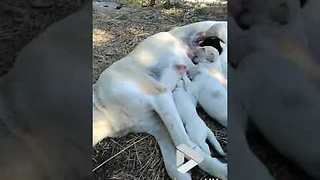 Sweet mama dog feeds her puppies || Viral Video UK