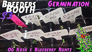 Breeders Booth S3 Ep. 1 | Germination | Growing My Own Strain | OG Kush x Blueberry Runtz