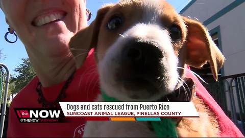 More than 100 pets rescued from Puerto Rico looking to be adopted in Tampa Bay