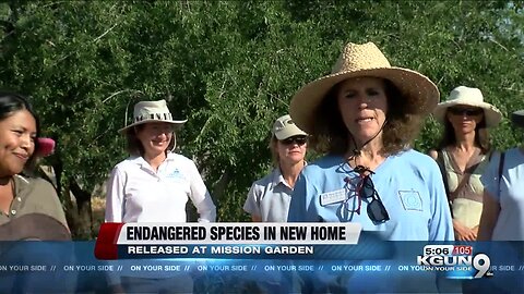 Endangered Species Gila Topminnow to be released in newly created stream at Mission Garden