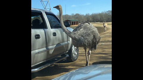 Ostrich feeding