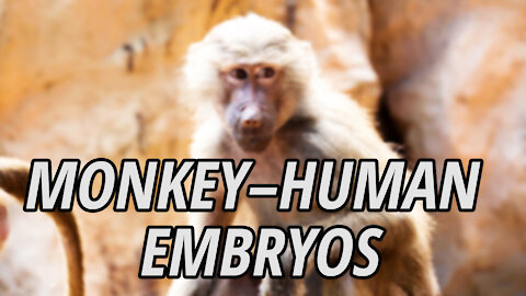 Monkey–human embryos sparks debate over hybrid animals