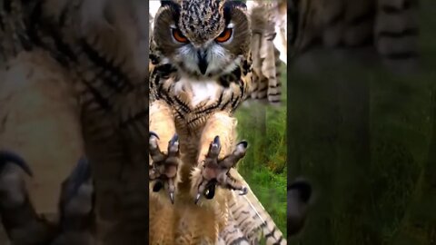 #owl