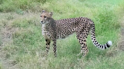 Up close with some cheetahs