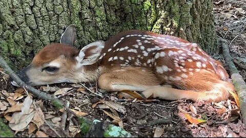 A Deer Fawns Natural Defense Mechanism