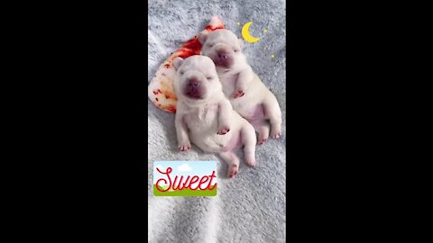 AWW Animals SOO Cute! Cute baby Puppies​ so drink a lot of milk mom so tired. 💗 /.like / share /💗 SUBSCRIBE💗