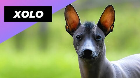 Xoloitzcuintle 🐶 One Of The Rarest Dog Breeds In The World | 1 Minute Animals