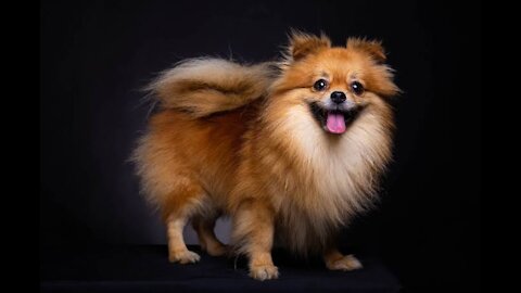 Cute and Funny Pomeranians Golden Dog 🐕 Video