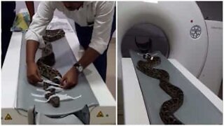 Já viu uma cobra a fazer uma tomografia?