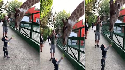 Baby Boy Fearlessly Hand-feeds Huge Giraffe