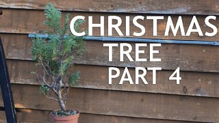 Christmas Tree Bonsai, 4