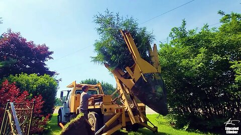 Tree Spade - Moving a 20ft Tree to a New Home