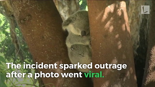 Dead Koala Found Screwed to Pole at Park. Police Searching for Monster Who Did it