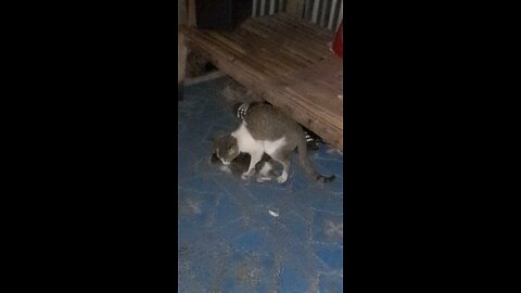 Male cat raped this kitten so hard, this cat gone crazy!