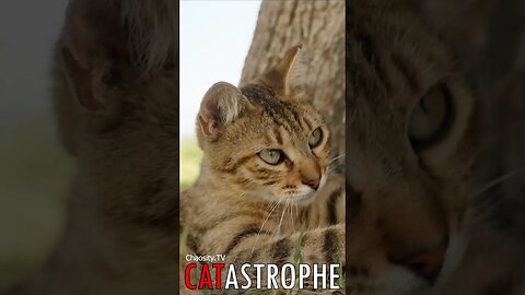 😼 #CATASTROPHE - Eyes of the Feline: A Captivating Glimpse into Nature's Grace 🐈