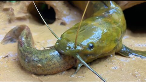 Stop Motion ASMR - Mukbang Catch Giant Frogs, Catfish In The Cave Primitive Cooking 4K Cuckoo